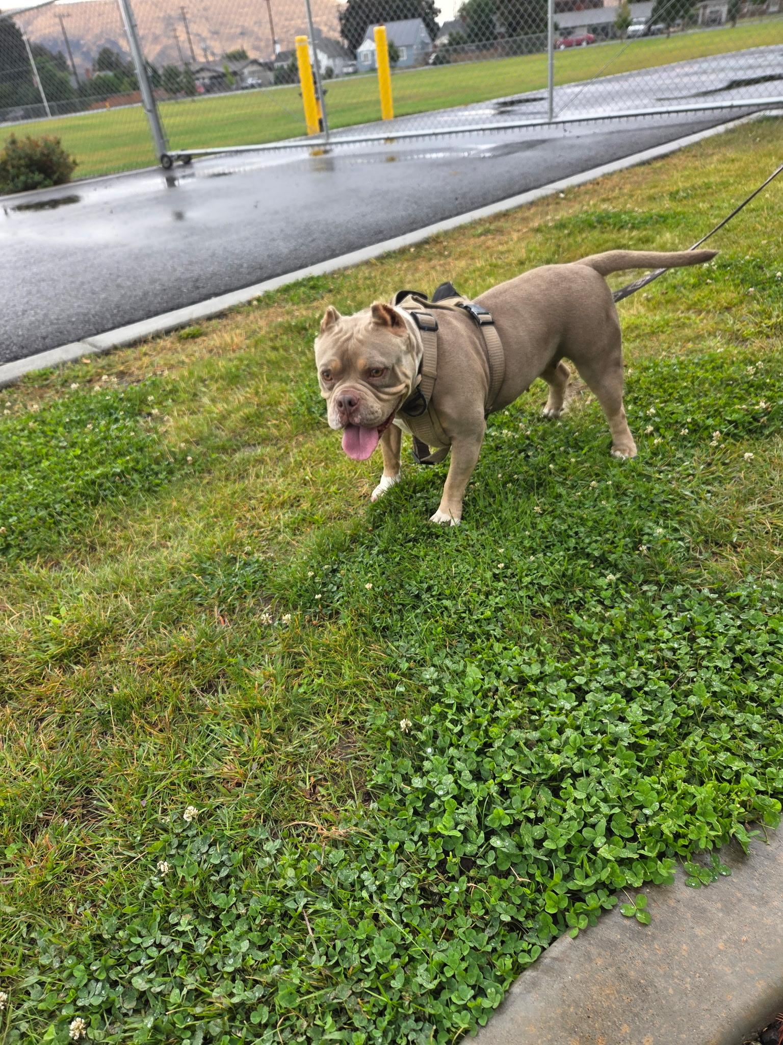 Enlarge Azula, a Adoptable mixed breed in Coeur dAlene, ID image 5/5