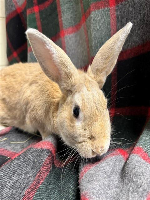 OODLE, Adoptable, Adult Male Bunny Rabbit.
