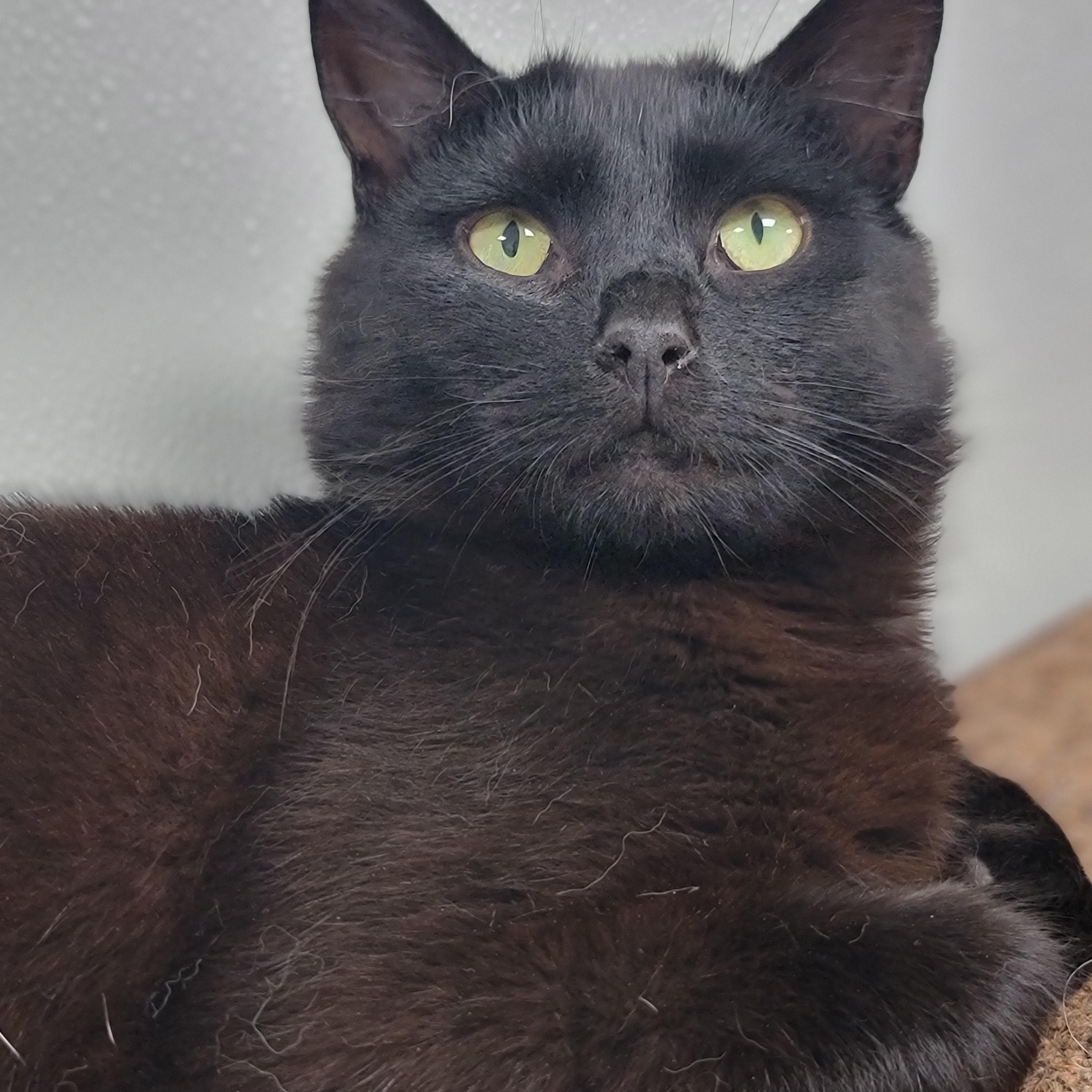 Boris, Adoptable, Adult Male Domestic Short Hair.
