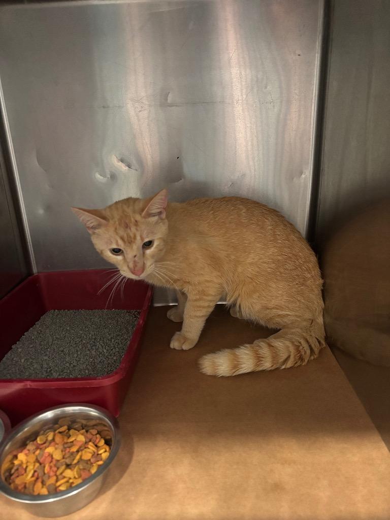 Enlarge Frosty, a Adoptable mixed breed in Cartersville , GA image 1/1