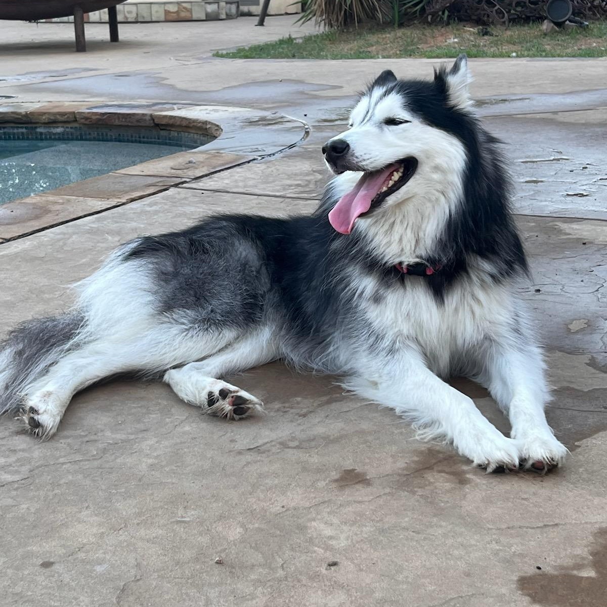 KIKO, a Adopted Siberian Husky in Rocky Point, NY image 3/5