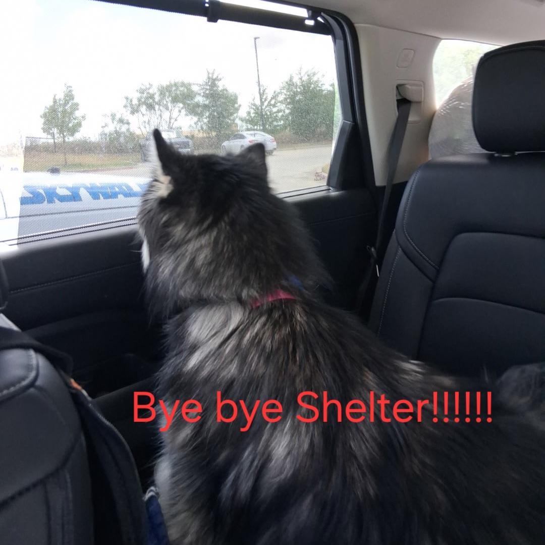 KIKO, a Adopted Siberian Husky in Rocky Point, NY image 5/5