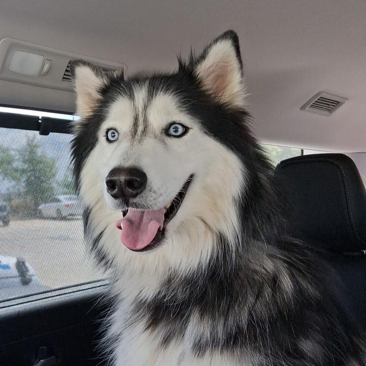 KIKO, Adopted, Adult Female Siberian Husky.