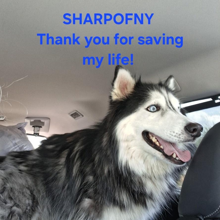 KIKO, a Adopted Siberian Husky in Rocky Point, NY image 4/5