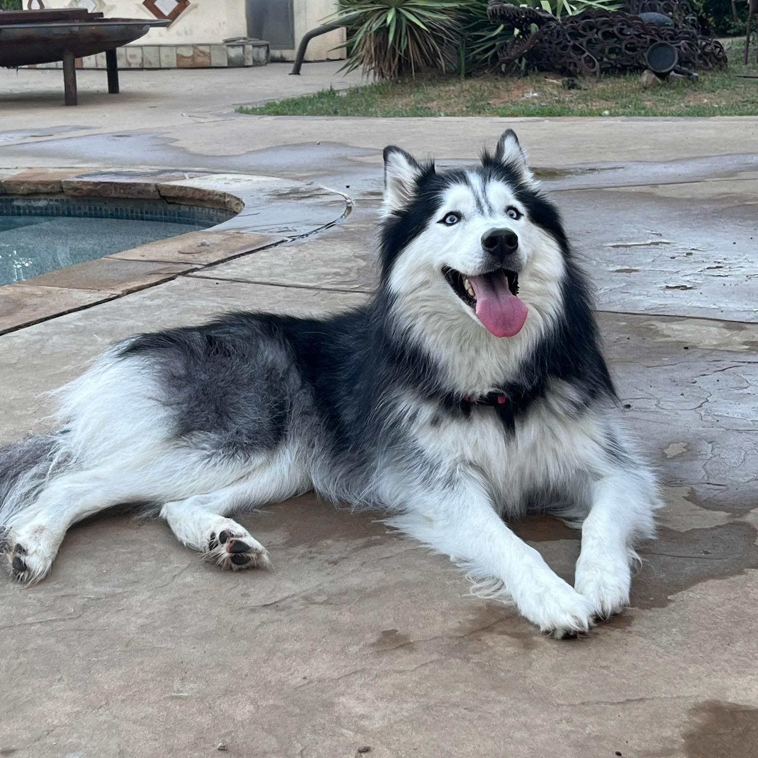 KIKO, a Adopted Siberian Husky in Rocky Point, NY image 2/5