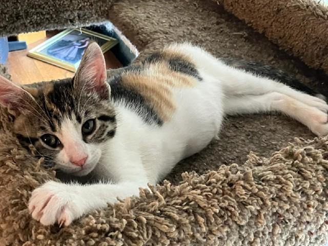 JANE AUSTEN, Adoptable, Kitten Female Domestic Short Hair.