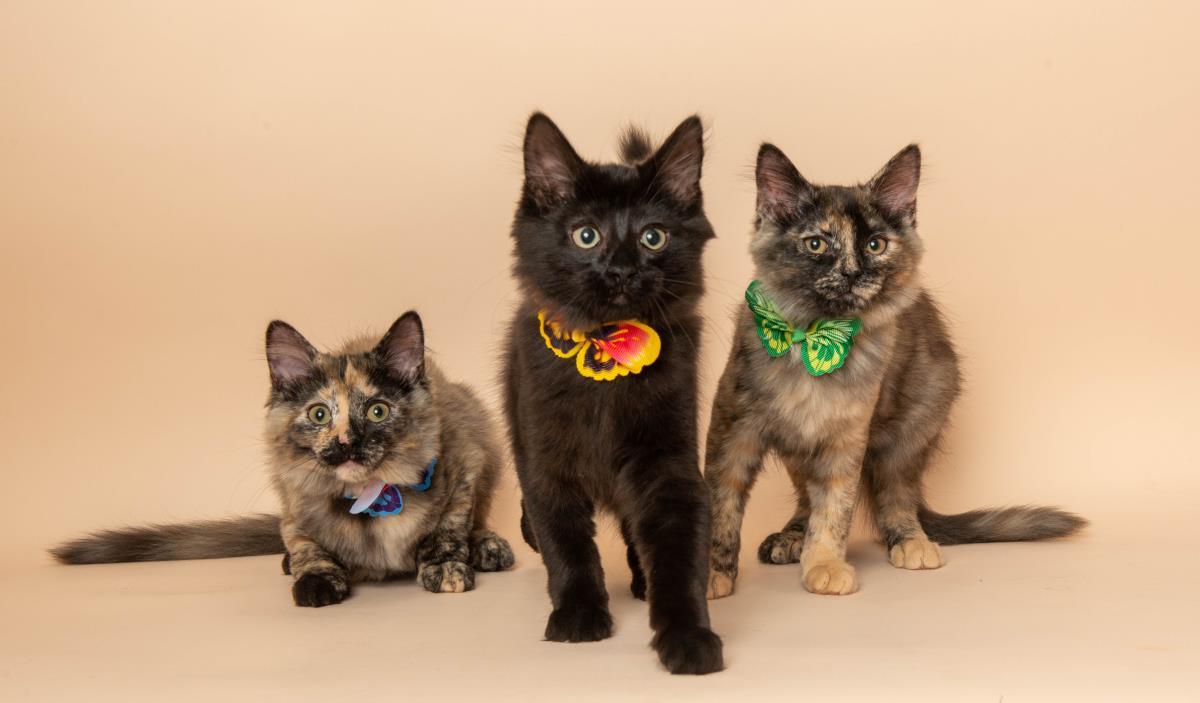 Fumo, Adoptable, Kitten Female Domestic Long Hair & Tortoiseshell.