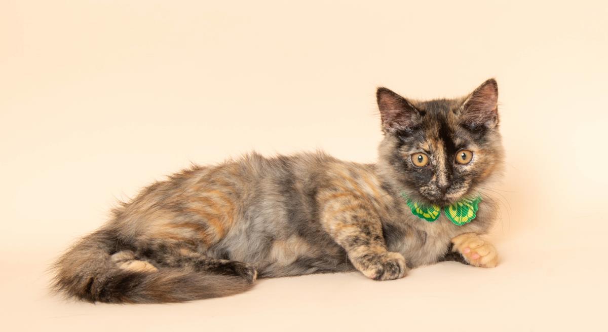 Enlarge Fumo, a Adoptable mixed breed in Wyandotte, MI image 2/3
