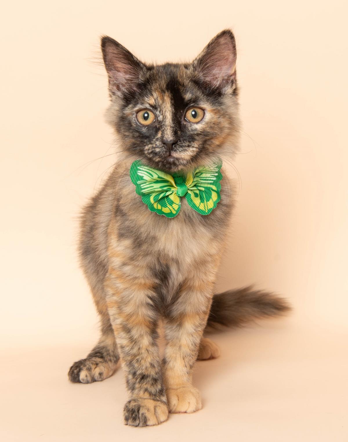 Enlarge Fumo, a Adoptable mixed breed in Wyandotte, MI image 3/3