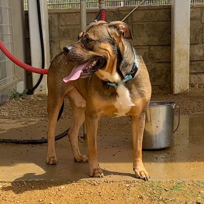Fisher, Adoptable, Adult Male Mixed Breed.
