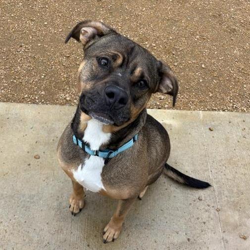 Enlarge Fisher, a Adoptable Mixed Breed in Bentonville, AR image 2/6