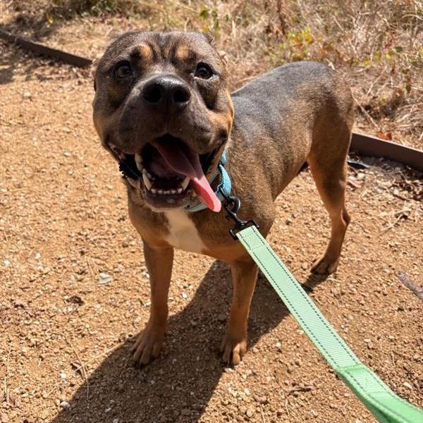 Enlarge Fisher, a Adoptable Mixed Breed in Bentonville, AR image 2/6