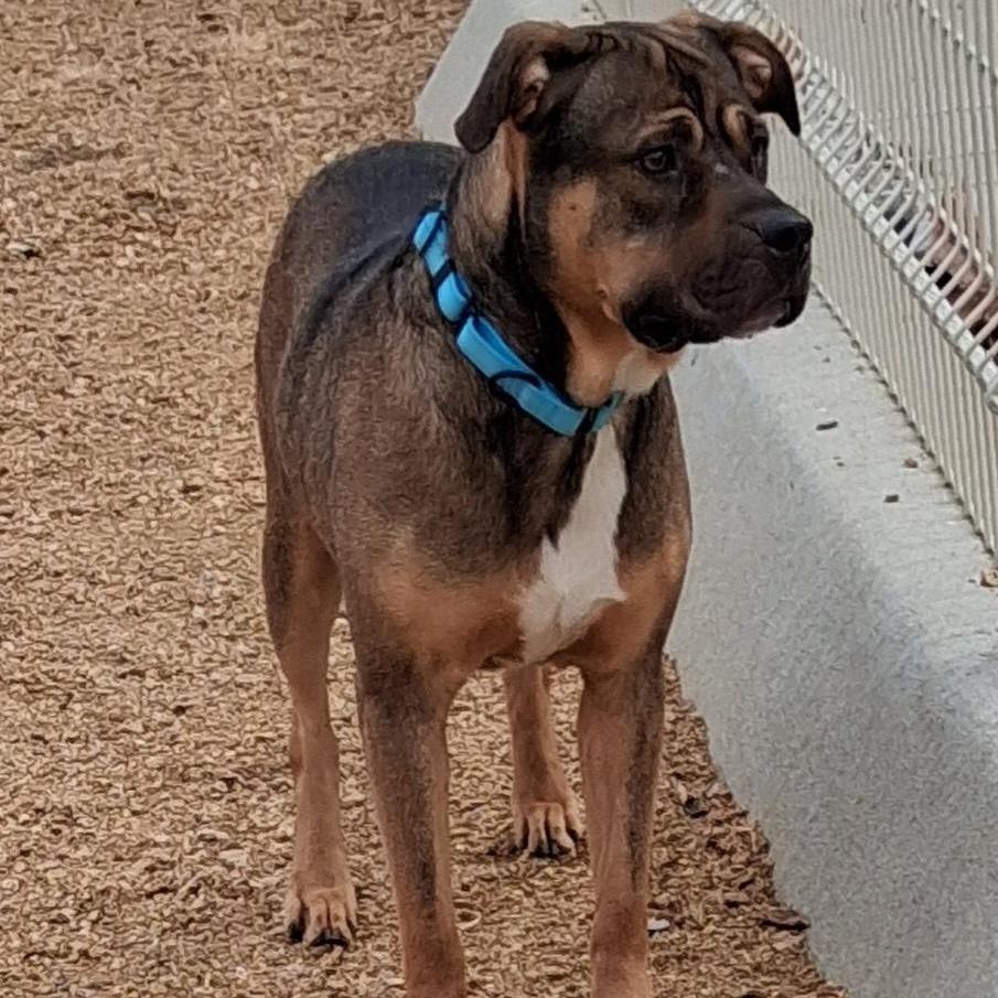 Enlarge Fisher, a Adoptable Mixed Breed in Bentonville, AR image 3/6