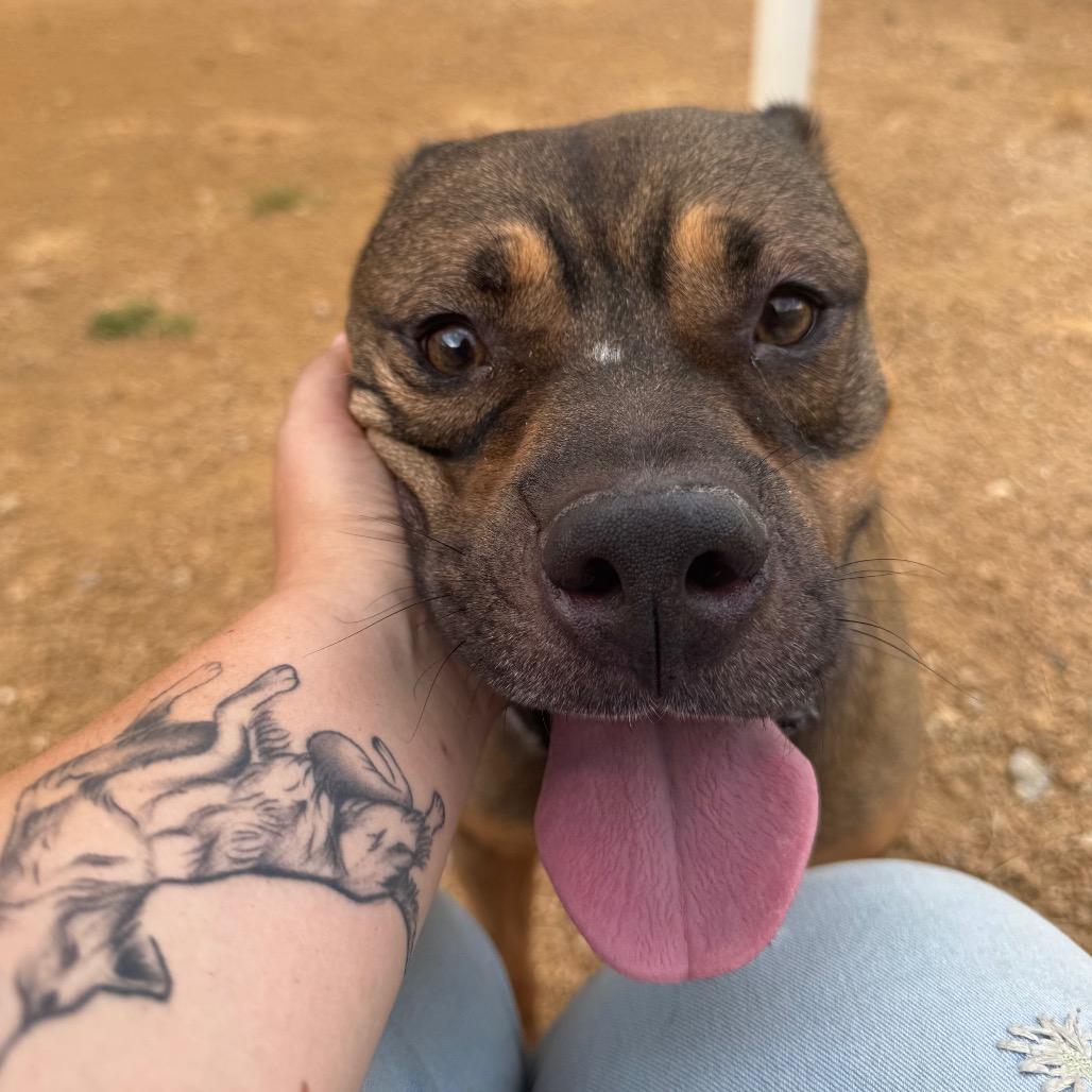 Enlarge Fisher, a Adoptable Mixed Breed in Bentonville, AR image 4/6
