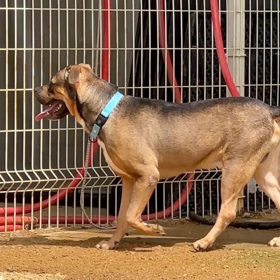 Enlarge Fisher, a Adoptable Mixed Breed in Bentonville, AR image 5/6