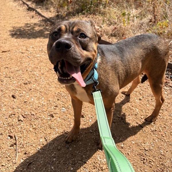 Enlarge Fisher, a Adoptable Mixed Breed in Bentonville, AR image 6/6