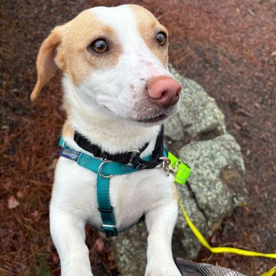 Li'l Sebastian (Wyatt), Adoptable, Adult Male Beagle & Basset Hound.