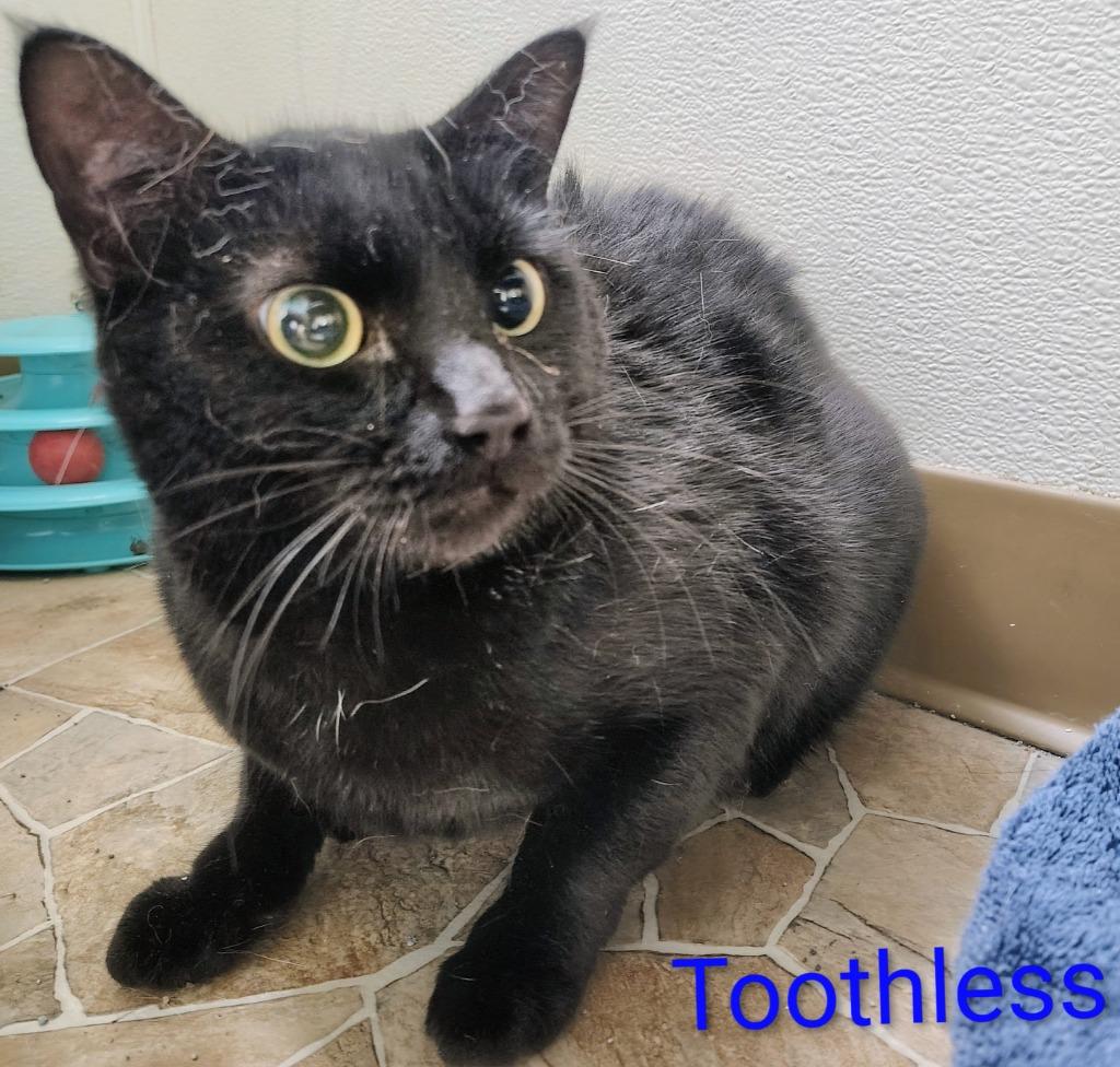 Toothless, Adopted, Young Male Domestic Medium Hair.