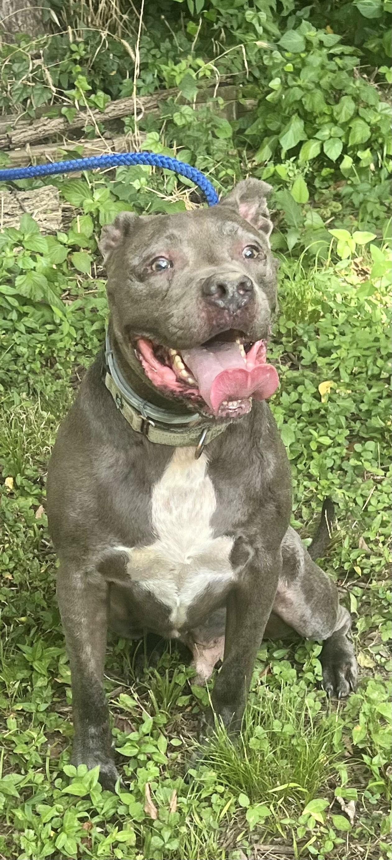 Kingston needs foster home (See Video), Adoptable, Adult Male Pit Bull Terrier & American Staffordshire Terrier.