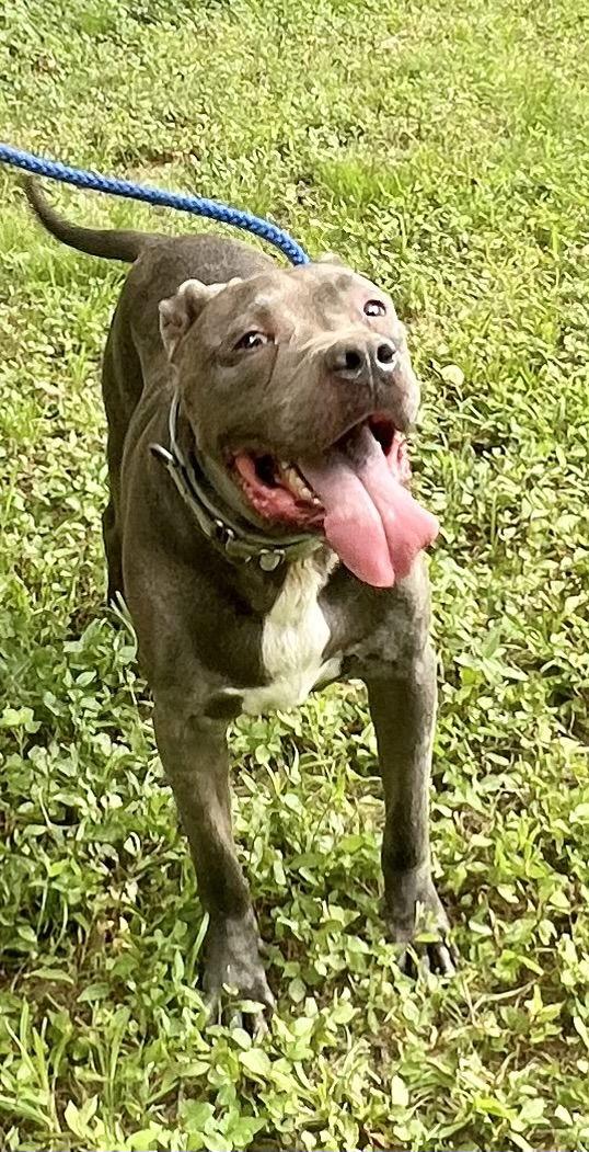 Kingston needs foster home (See Video), a Adoptable mixed breed in Munford, TN image 3/6