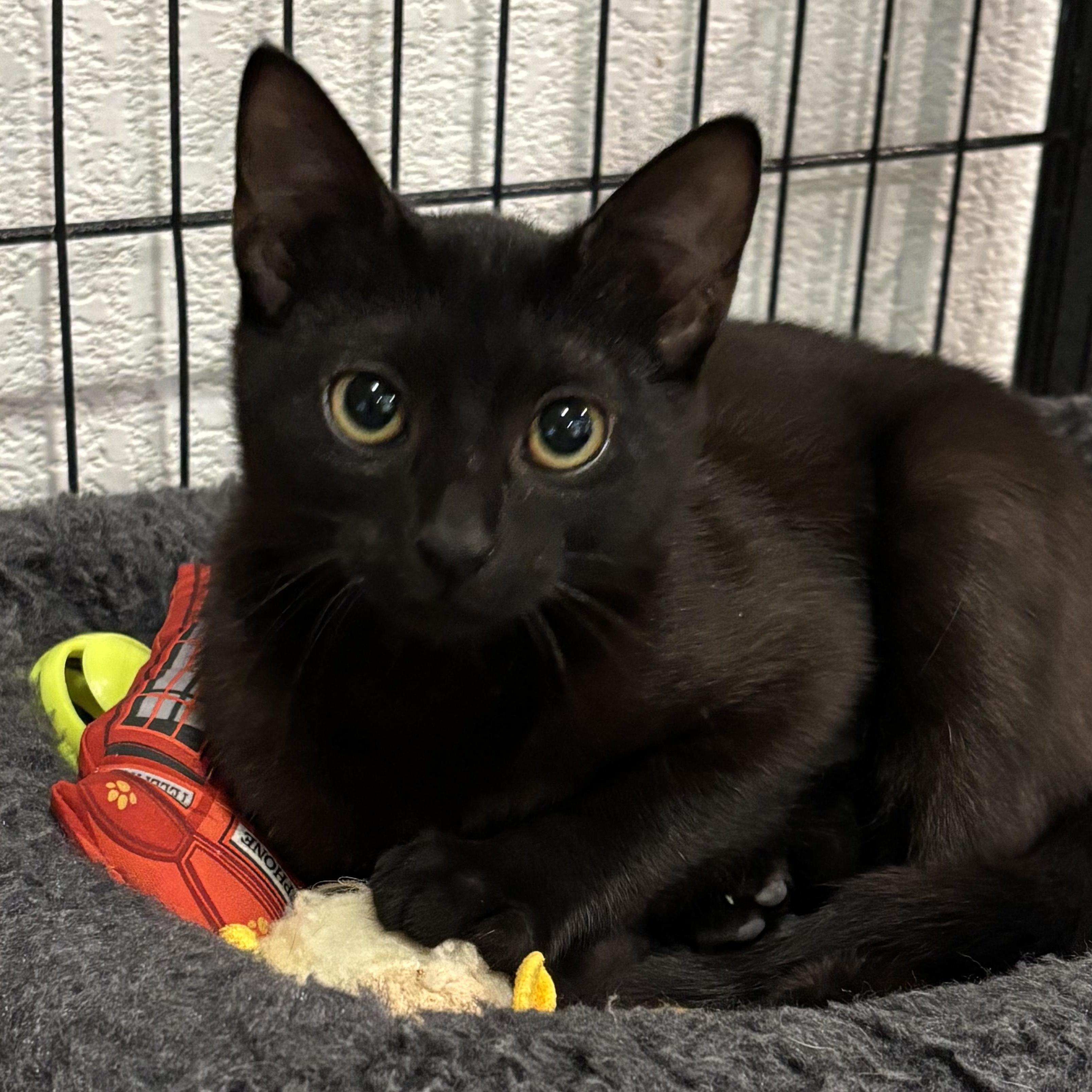 Enlarge Nova 7294, a ADOPTABLE Domestic Short Hair in Boca Raton, FL image 1/1