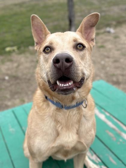Enlarge Baron, a Adoptable mixed breed in San Antonio, TX image 1/5