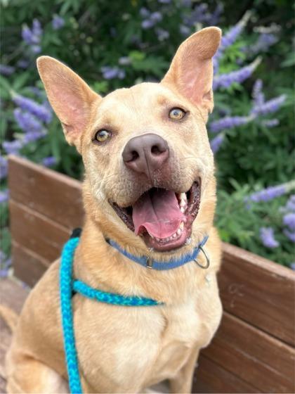 Baron, Adoptable, Adult Male American Staffordshire Terrier & Mixed Breed.