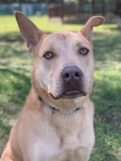 Baron, Adoptable, Adult Male American Staffordshire Terrier & Mixed Breed.