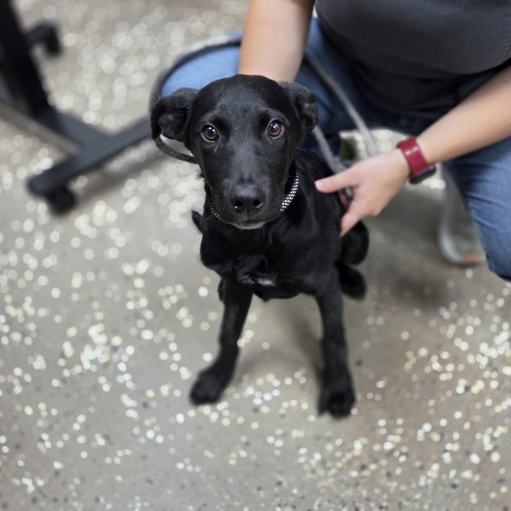 Russel, Adoptable, Puppy Male Black Labrador Retriever & Doberman Pinscher.