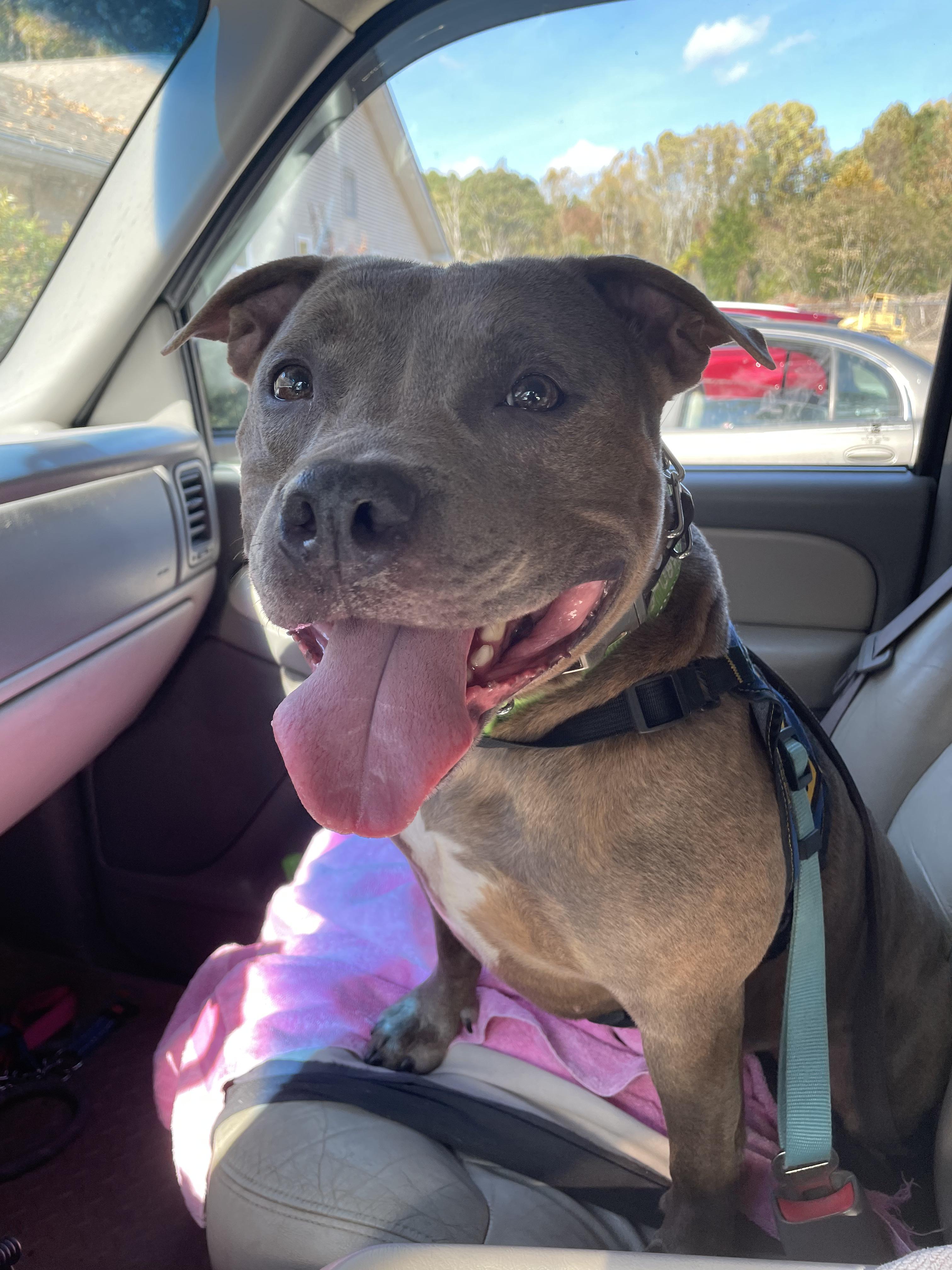 Grey, a Adoptable mixed breed in Heathsville, VA image 3/5