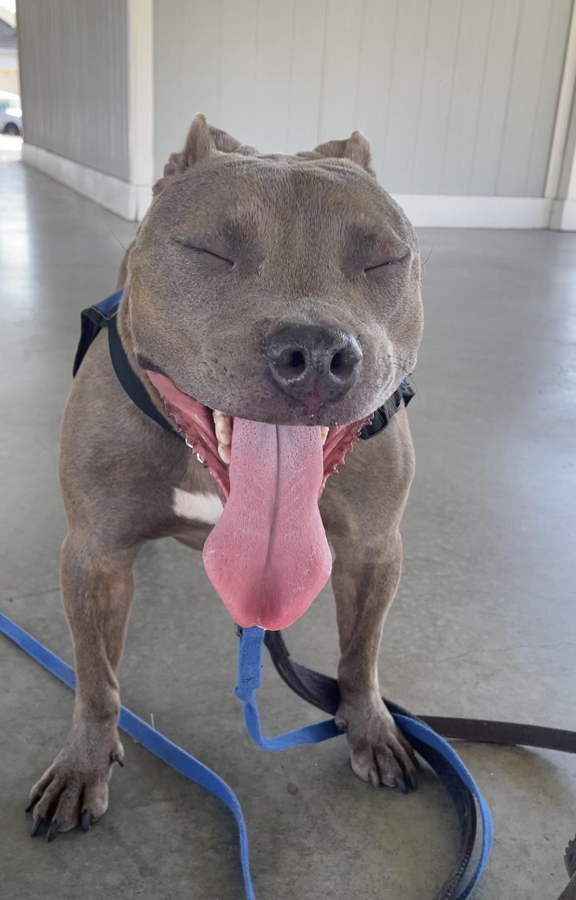 Grey, Adoptable, Adult Female Pit Bull Terrier.