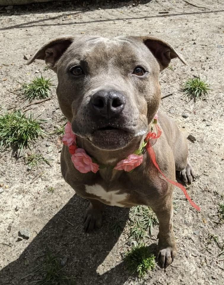 Grey, a Adoptable mixed breed in Heathsville, VA image 2/5