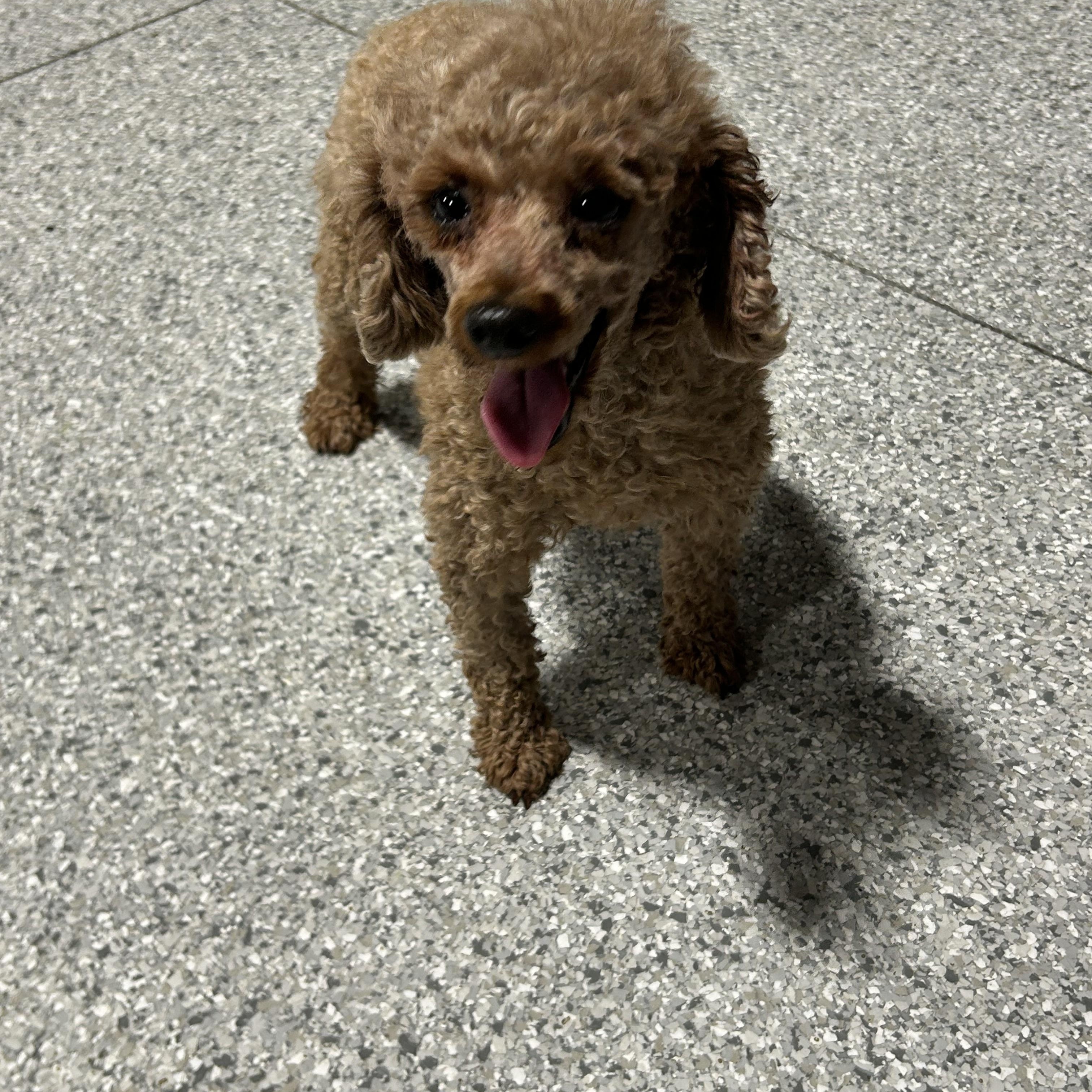 Enlarge Cranberry 8.4 lbs, a Adoptable Miniature Poodle in Maumee , OH image 2/3