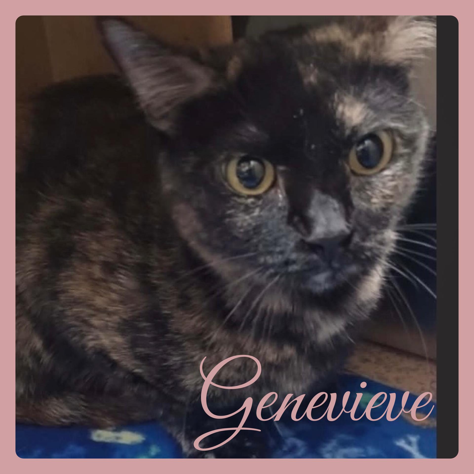 Enlarge GENEVIEVE , a ADOPTABLE Tortoiseshell in Lawton, OK image 1/1