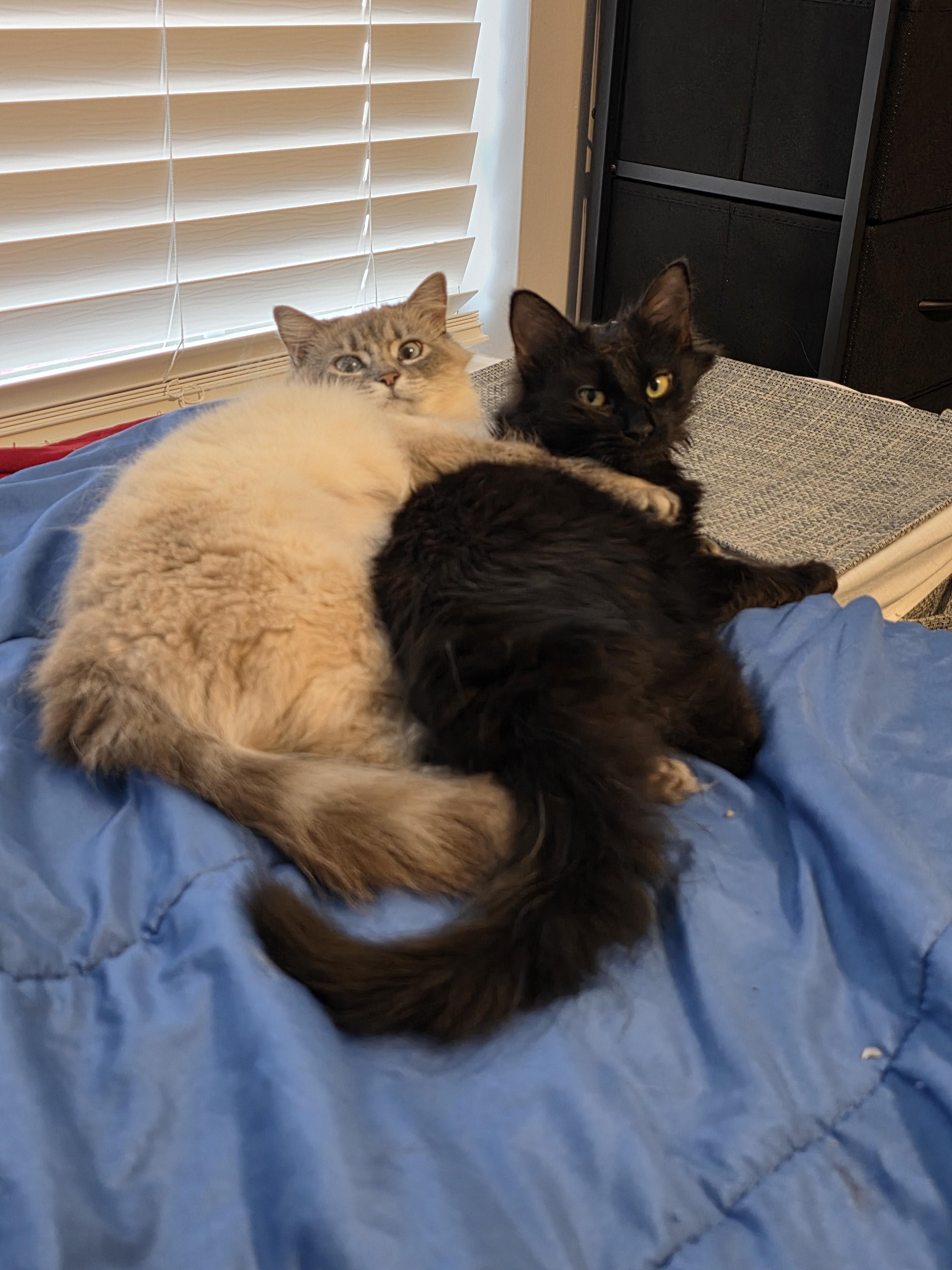 Enlarge Andri, an adopted mixed breed in Wilmington, NC image 6/6