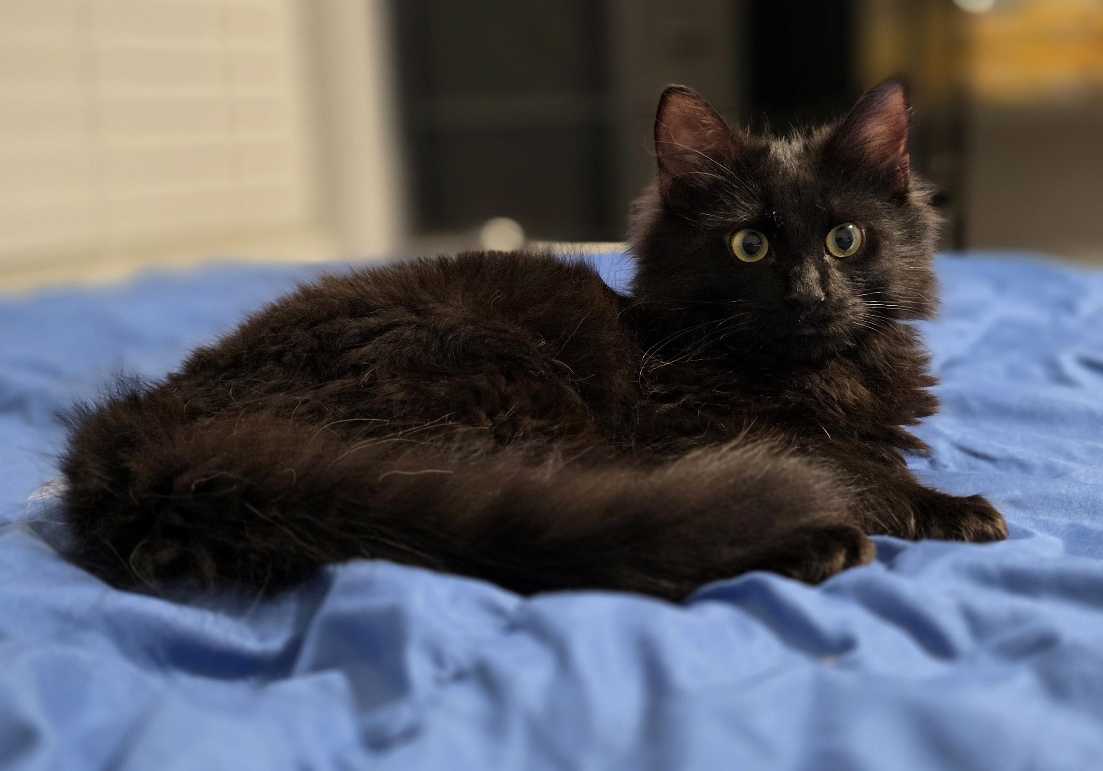 Andri, adopted, Kitten Male Maine Coon.