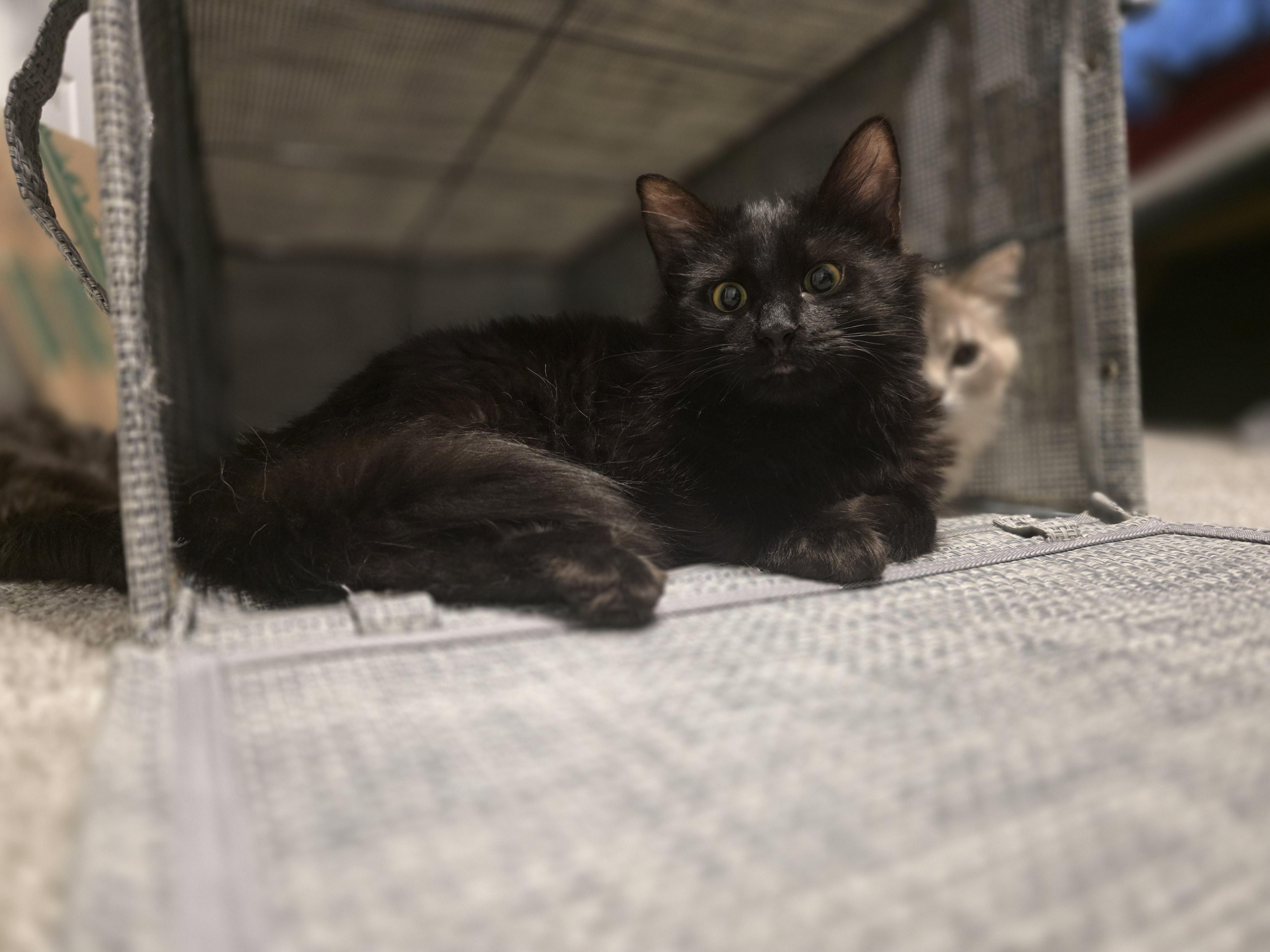 Enlarge Andri, an adopted mixed breed in Wilmington, NC image 4/6