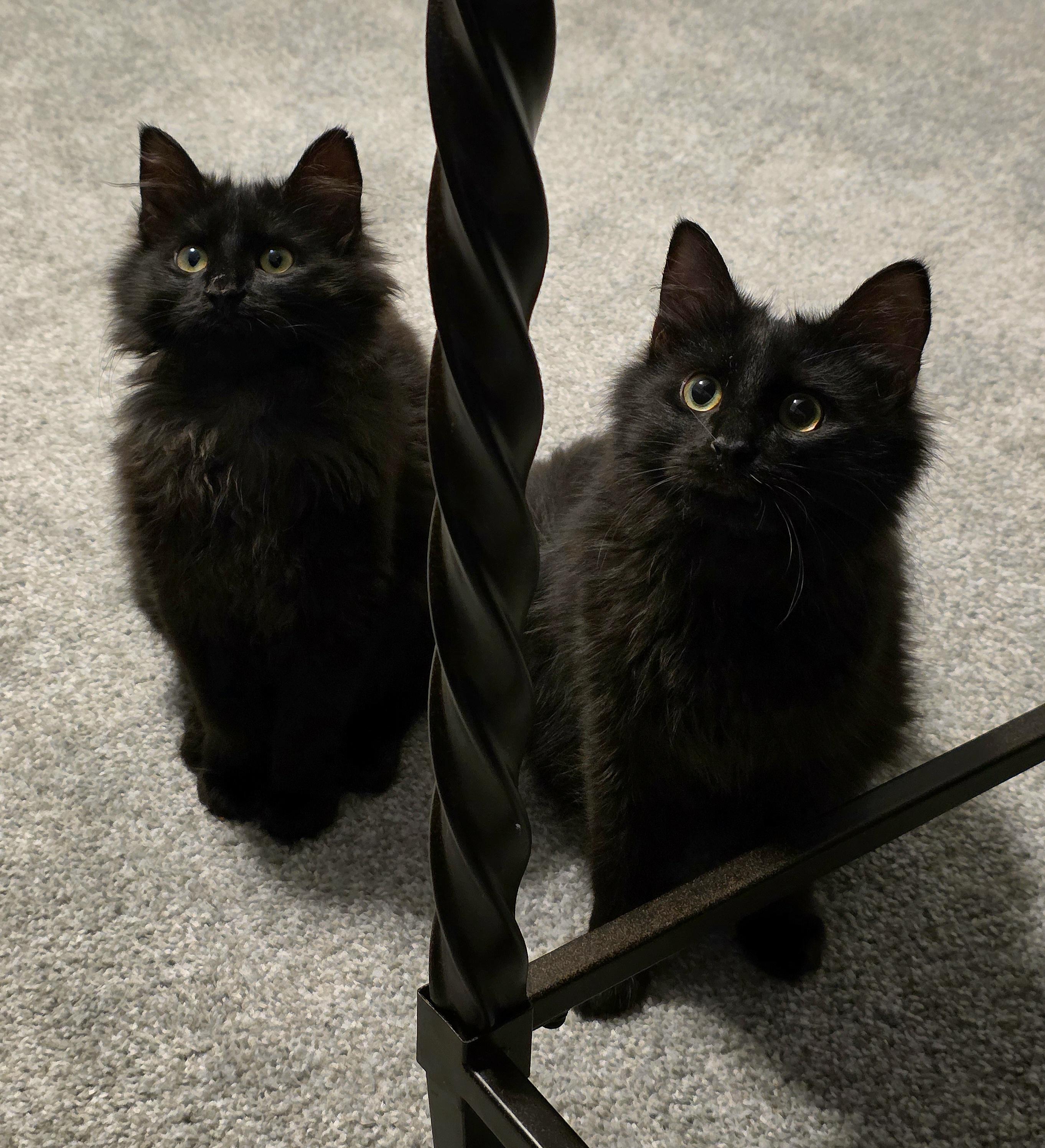 Enlarge Andri, an adopted mixed breed in Wilmington, NC image 2/6