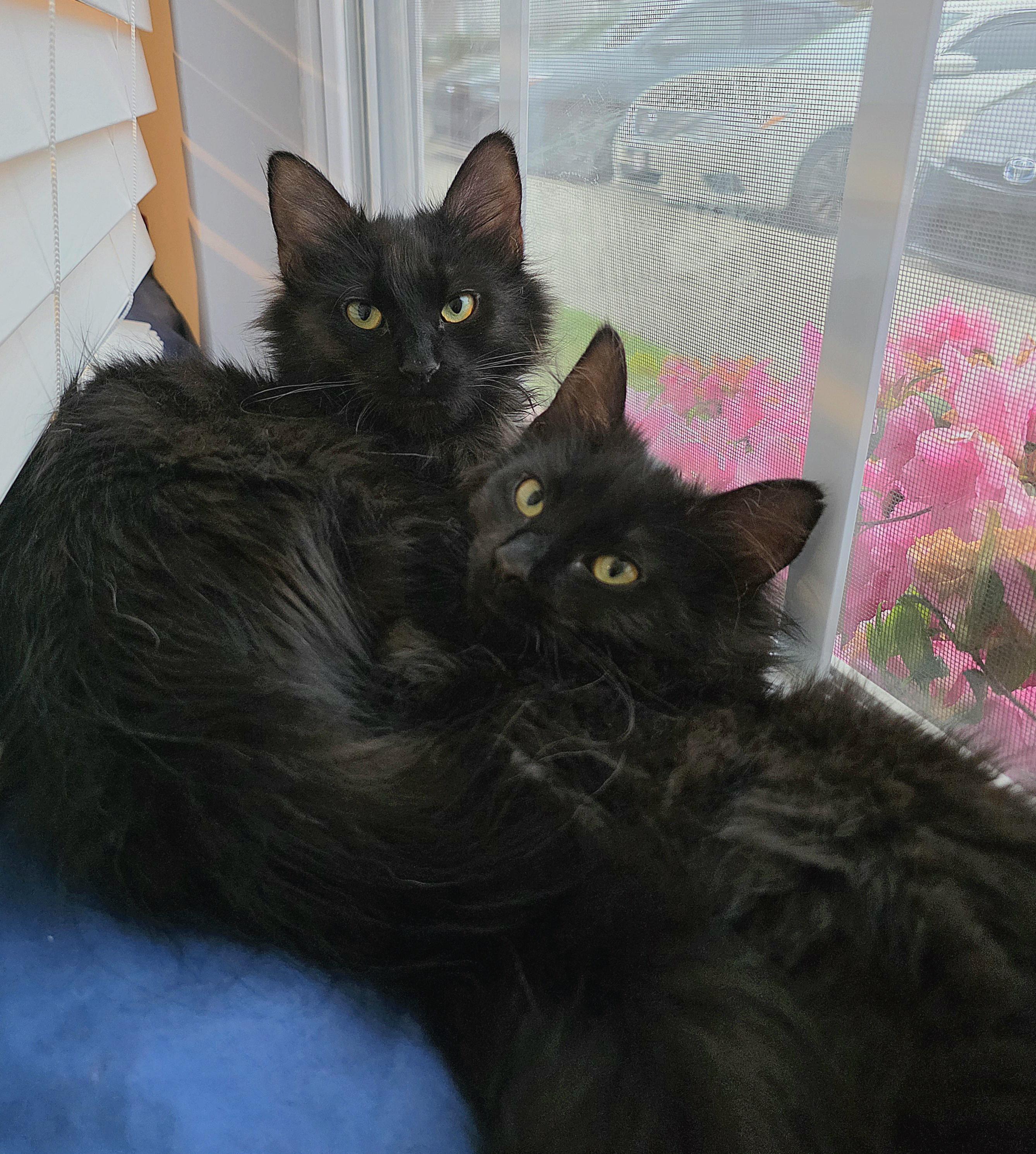 Enlarge Andri, an adopted mixed breed in Wilmington, NC image 5/6