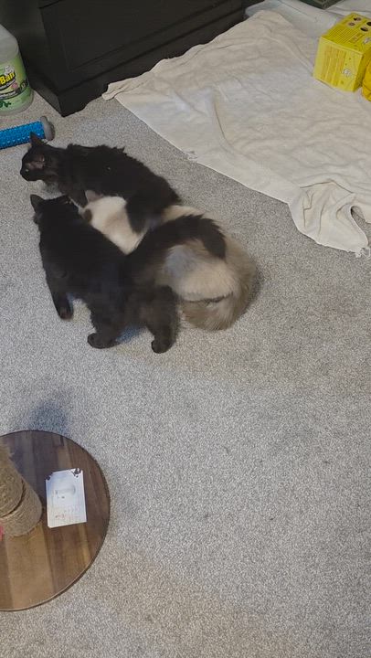 Enlarge Andri, an adopted mixed breed in Wilmington, NC video 3/6