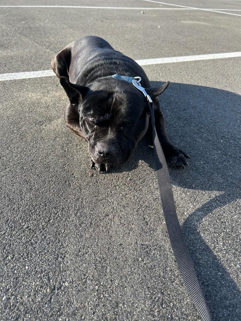 Scruffy, Adoptable, Adult Male Mixed Breed.