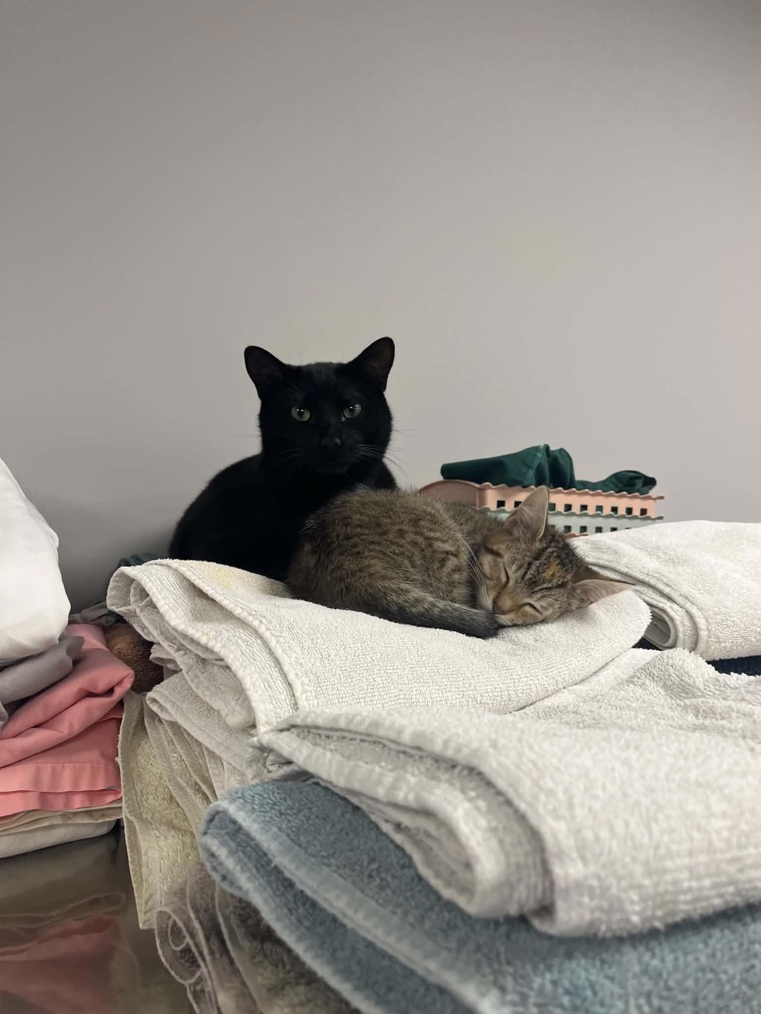 Pie, Adoptable, Kitten Female Domestic Short Hair.