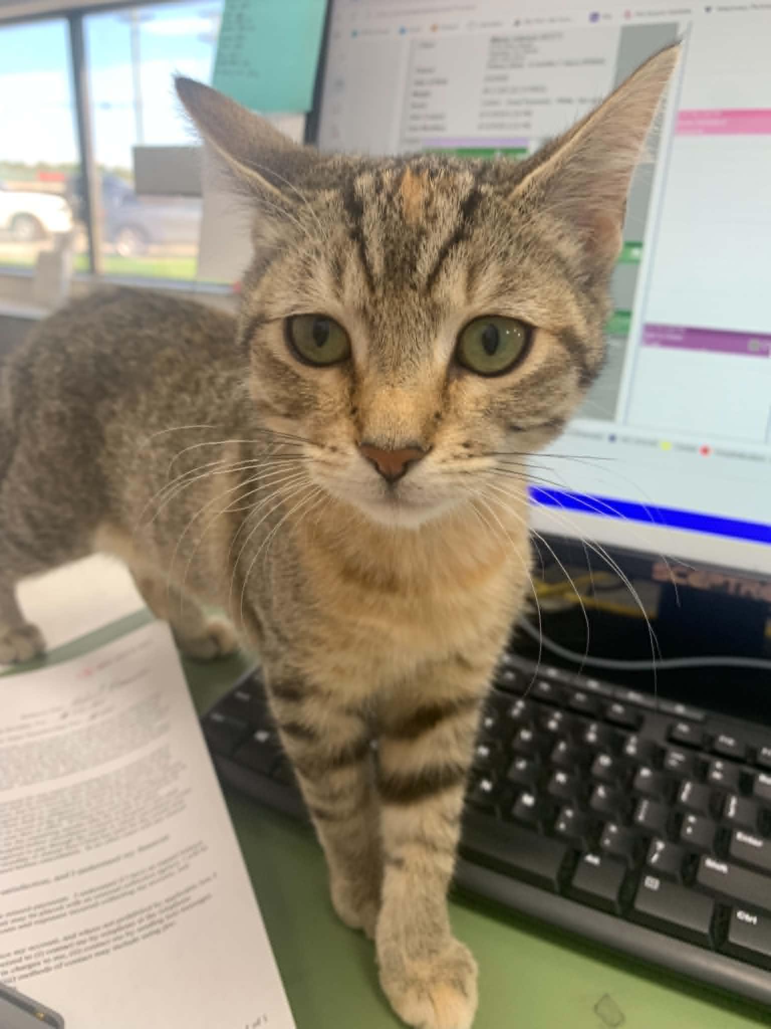 Pie, a Adoptable Domestic Short Hair in Mount Pleasant, SC image 3/3