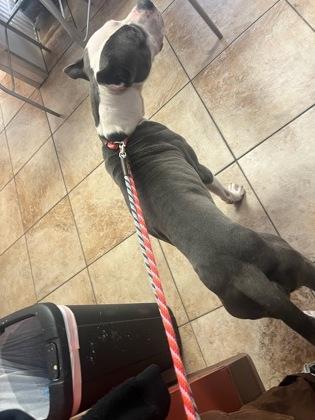 Chamberlin thumbnail 3