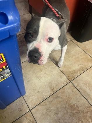 Chamberlin thumbnail 4