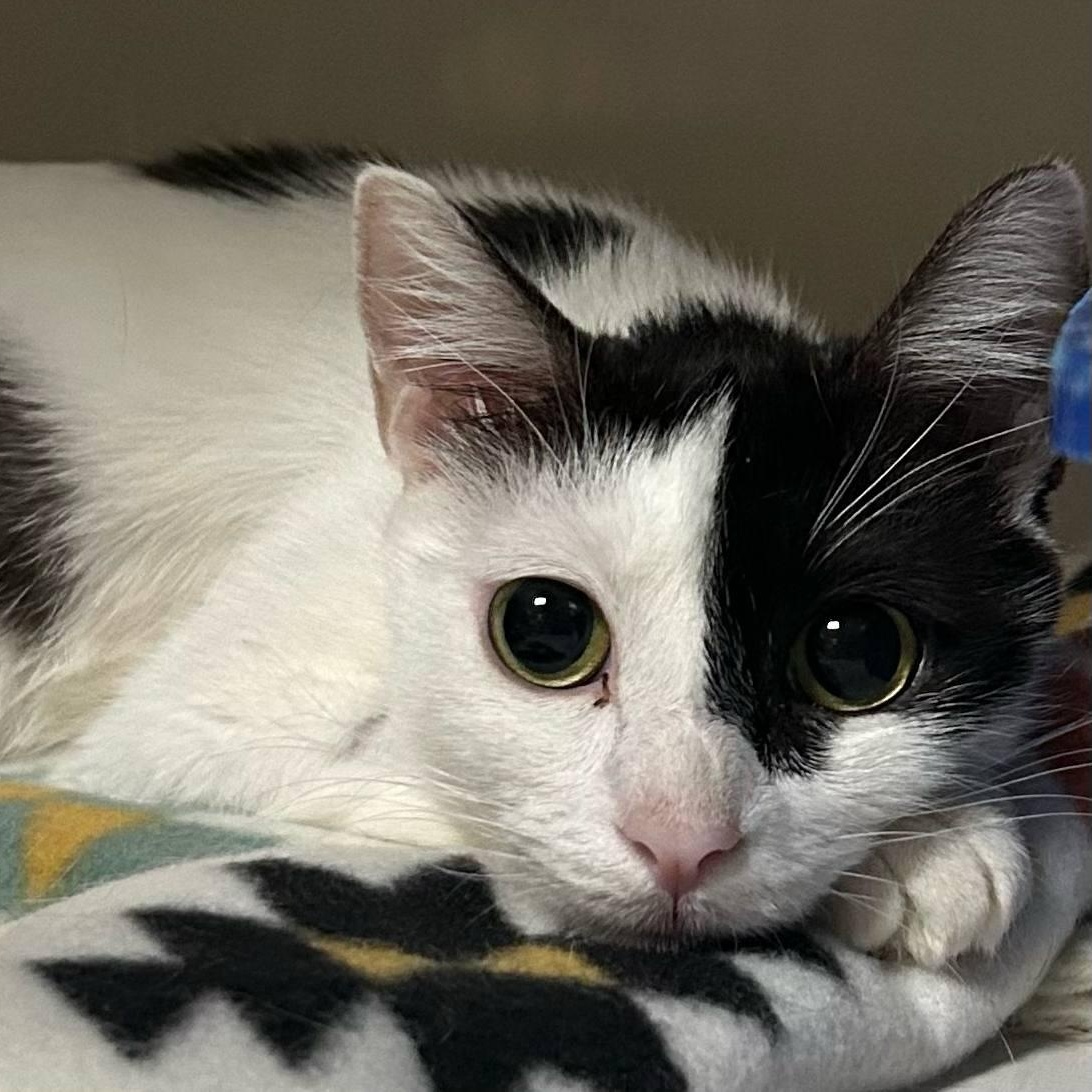 Naya, Adoptable, Young Female Domestic Short Hair.