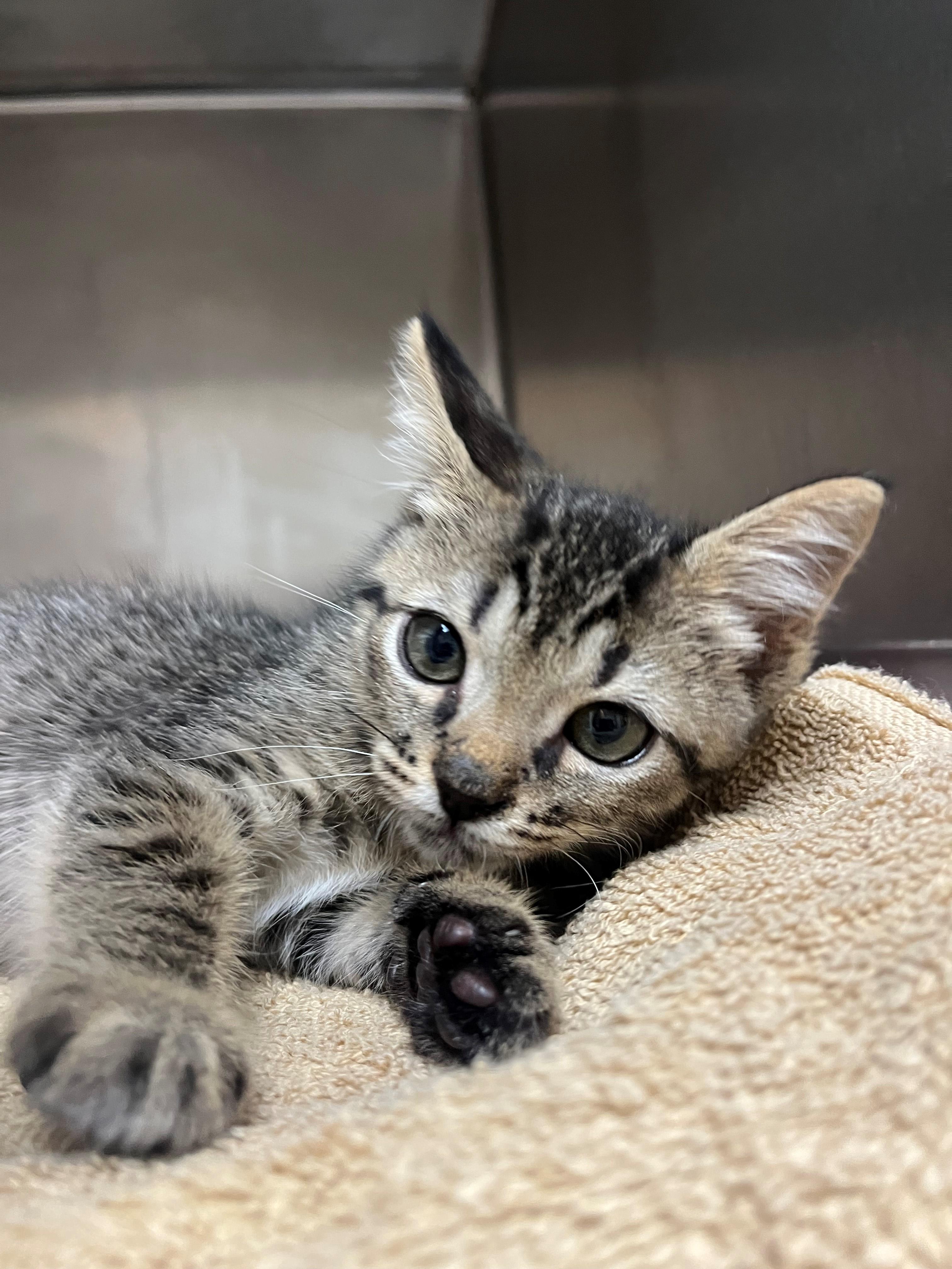 Enlarge Tron, a Adoptable Domestic Medium Hair in Hilton Head Island, SC image 1/1