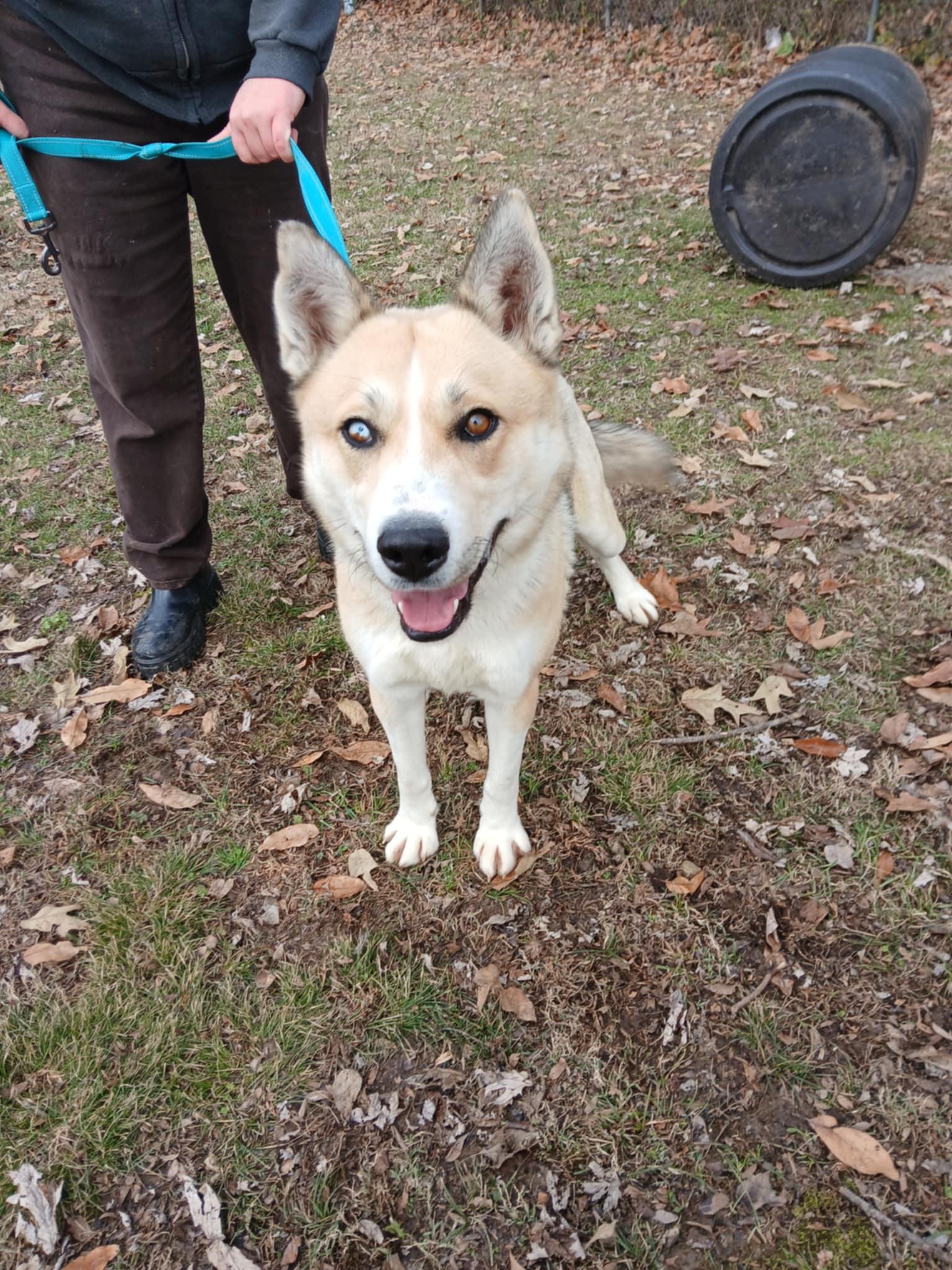 Cody, Young Male Husky