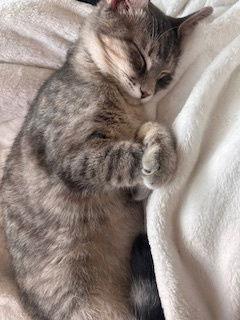 Trixie, a Adopted Domestic Short Hair in Irving, TX image 1/3