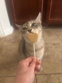 Trixie, a Adopted Domestic Short Hair in Irving, TX image 2/3